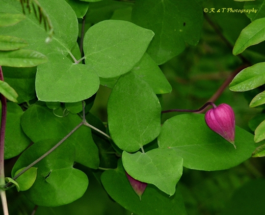 {Clematis glaucophylla}